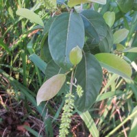 Terminalia chebula Retz.